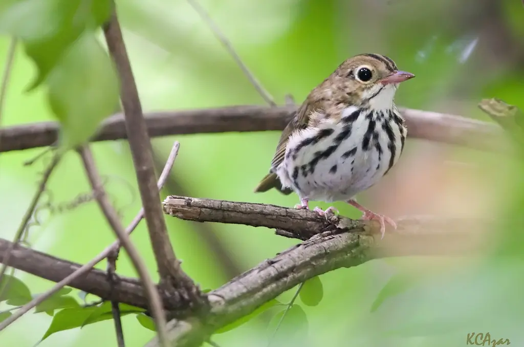 Ovenbird