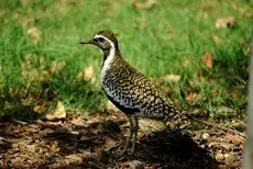 Pacific golden plover