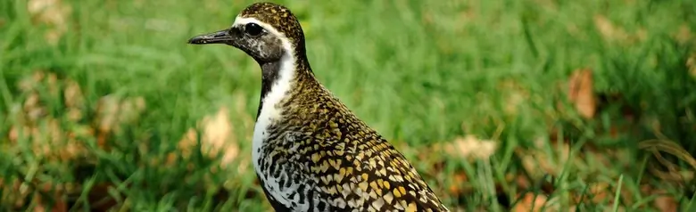 Pacific golden plover
