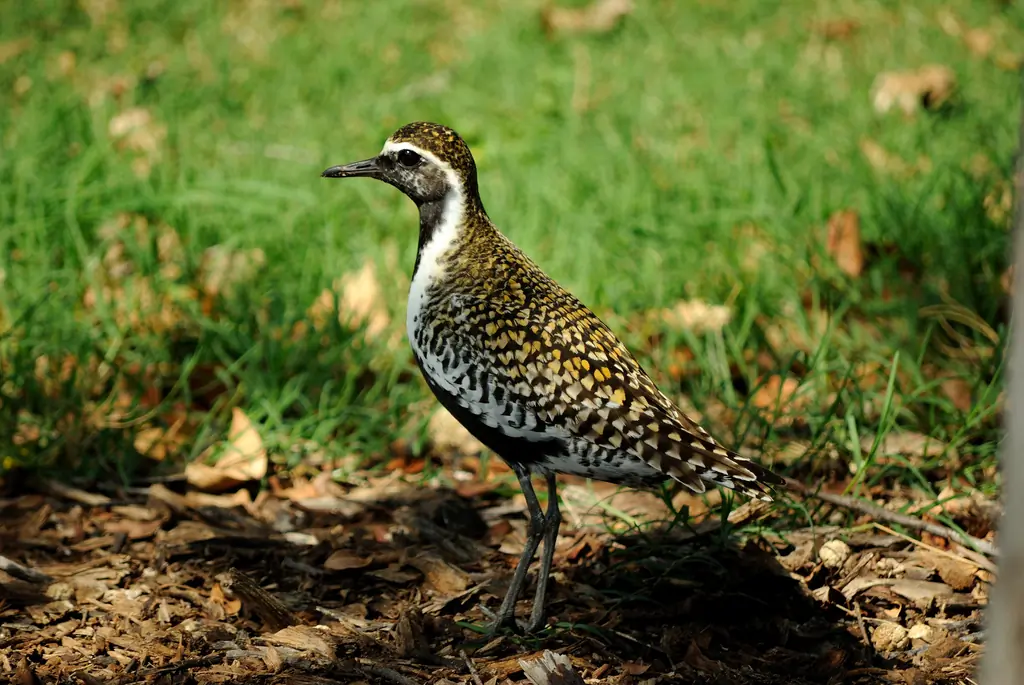 Pacific golden plover
