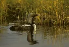 Pacific loon