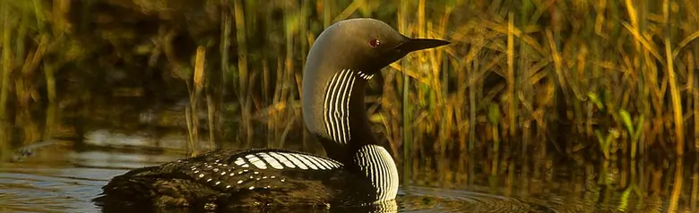 Pacific loon