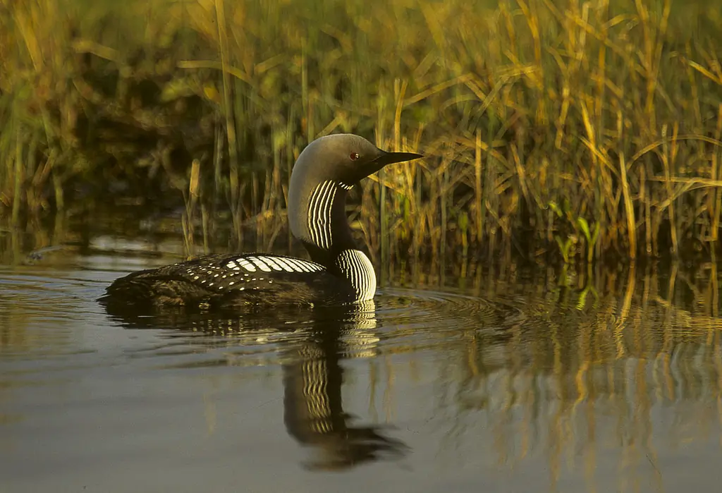 Pacific loon