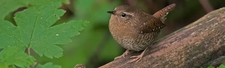 Pacific wren