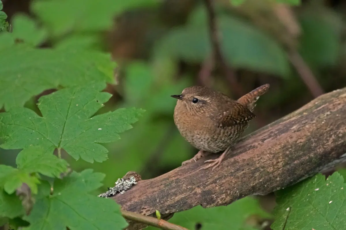 Pacific wren