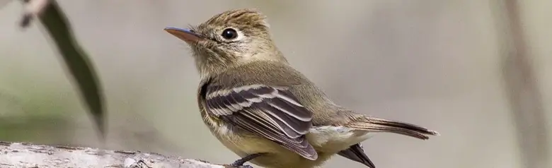 Pacific-slope flycatcher