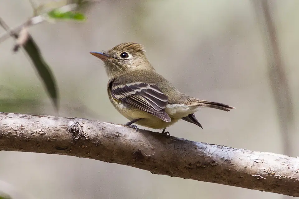 Pacific-slope flycatcher