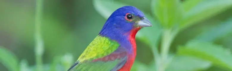 Painted bunting