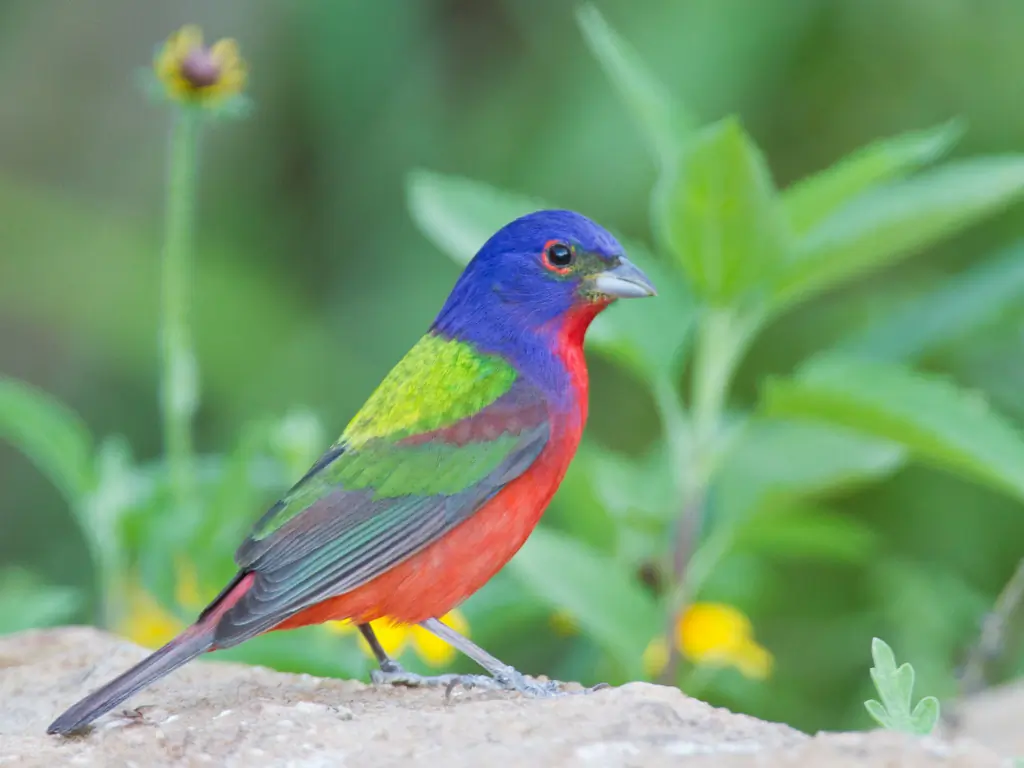 Painted bunting