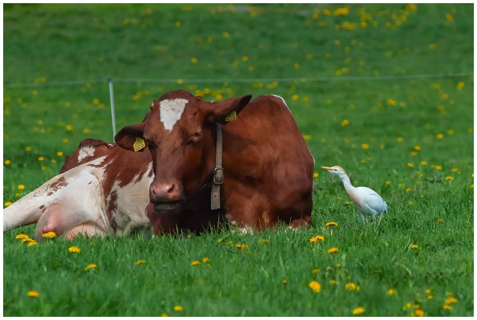 Cattle egret
