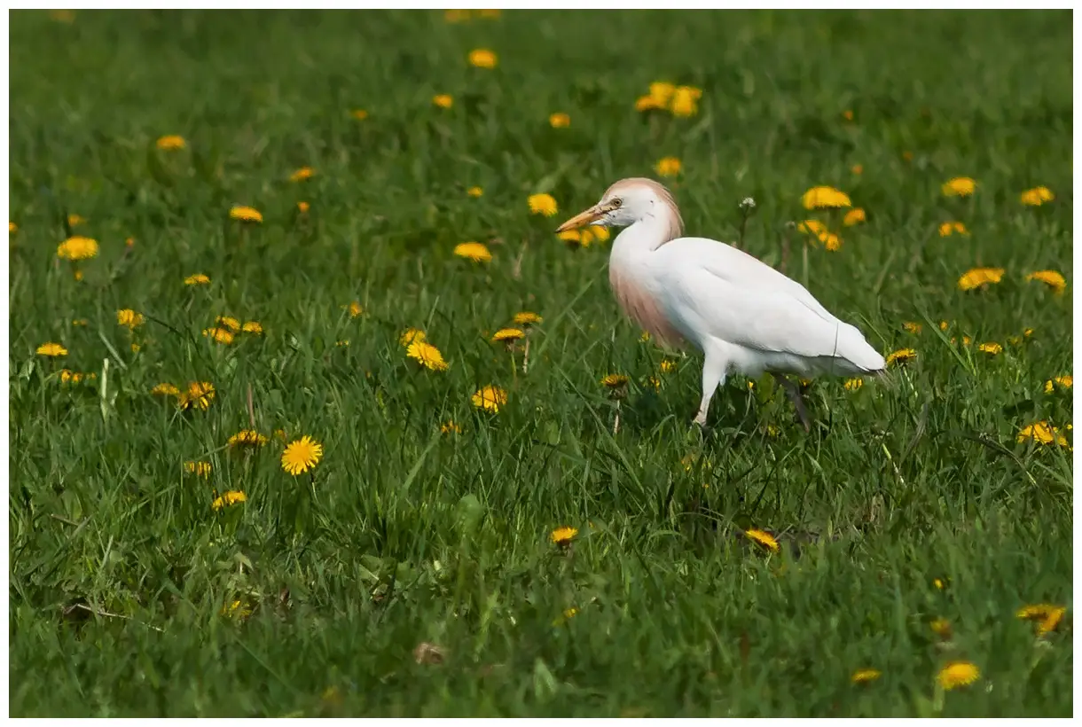 Cattle egret