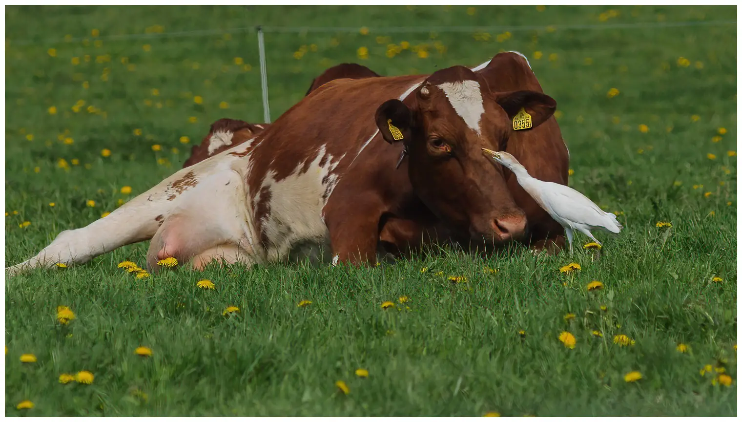 Cattle egret