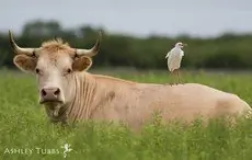 Cattle egret