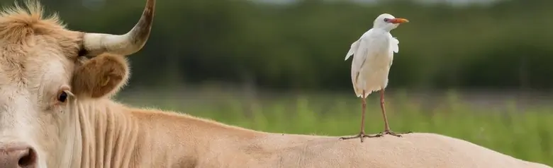 Cattle egret