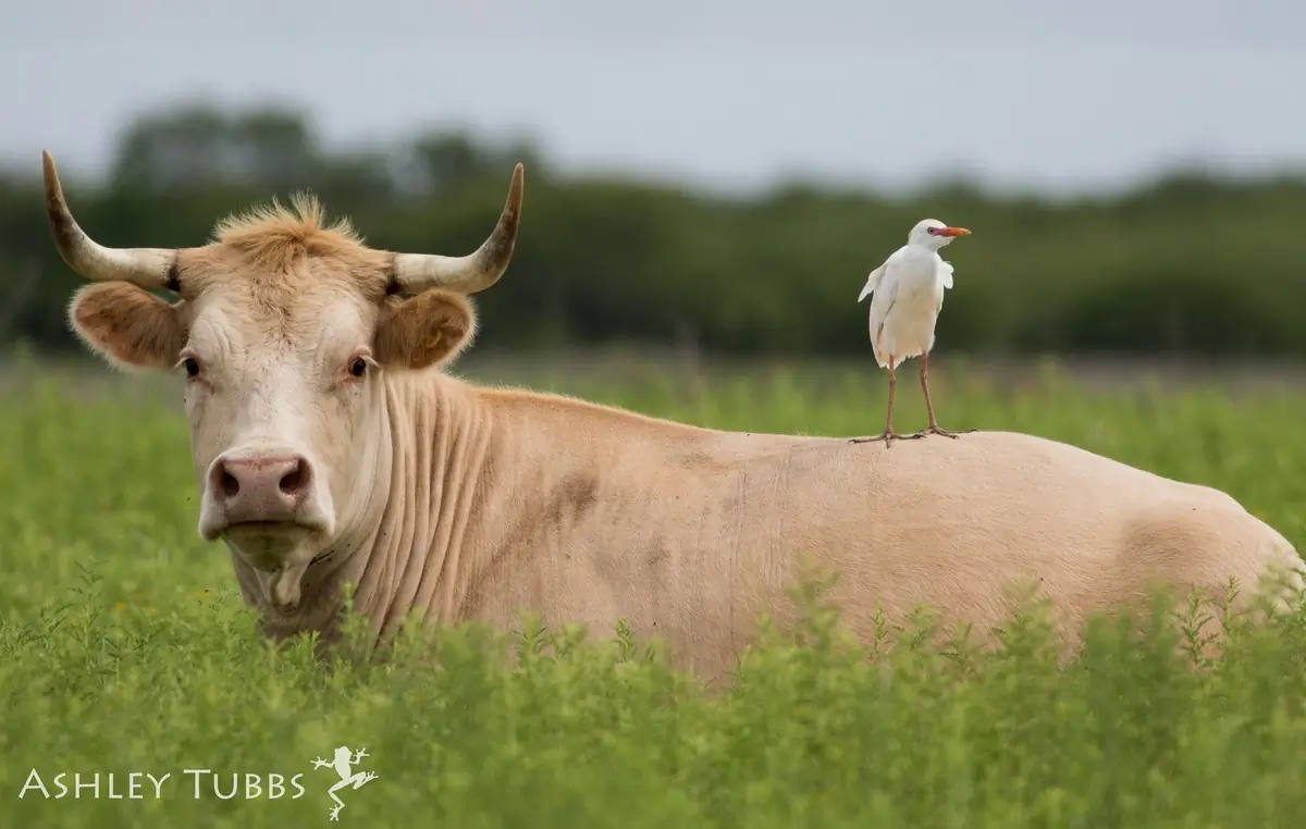 Cattle egret