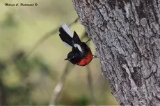 Painted redstart