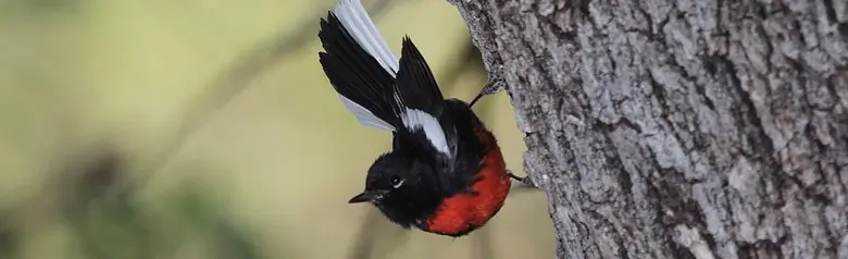 Painted redstart