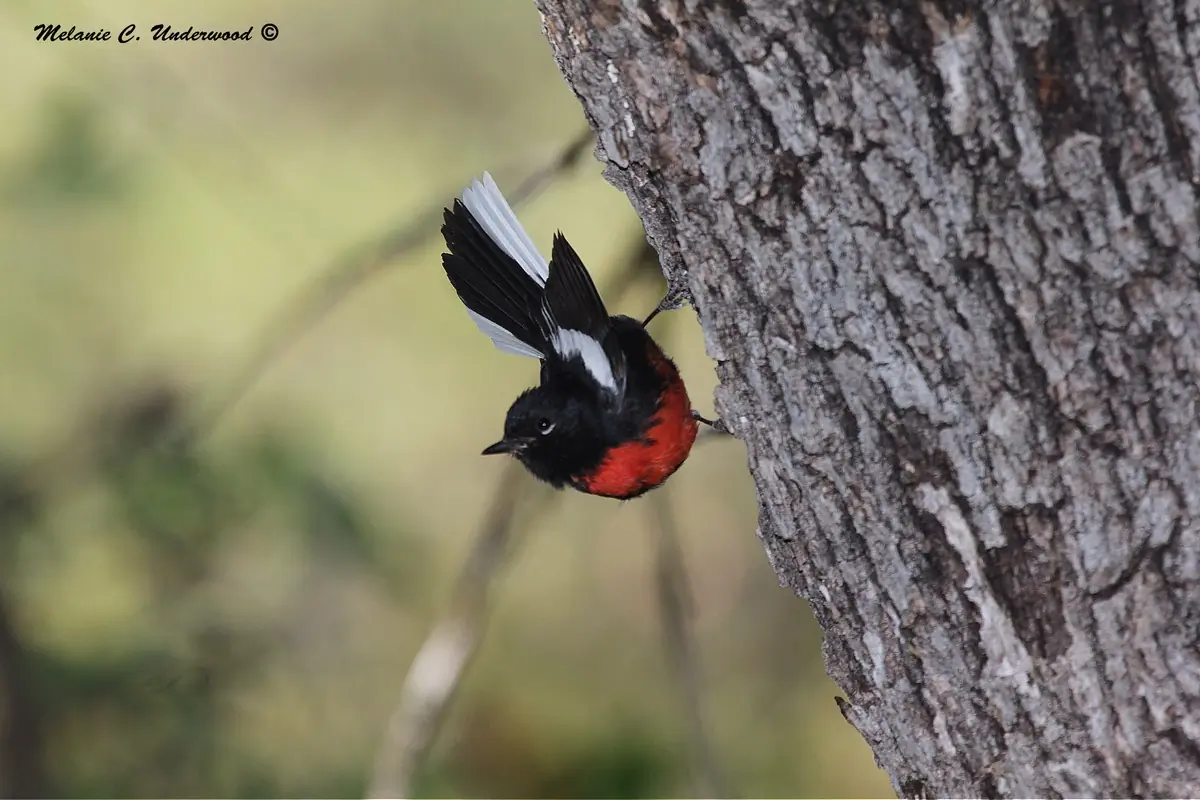 Painted redstart