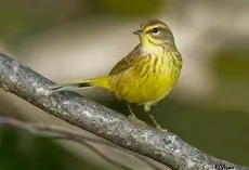 Palm warbler