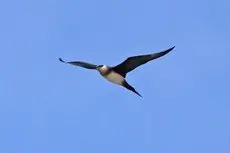 Parasitic jaeger