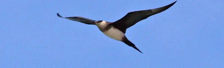 Parasitic jaeger