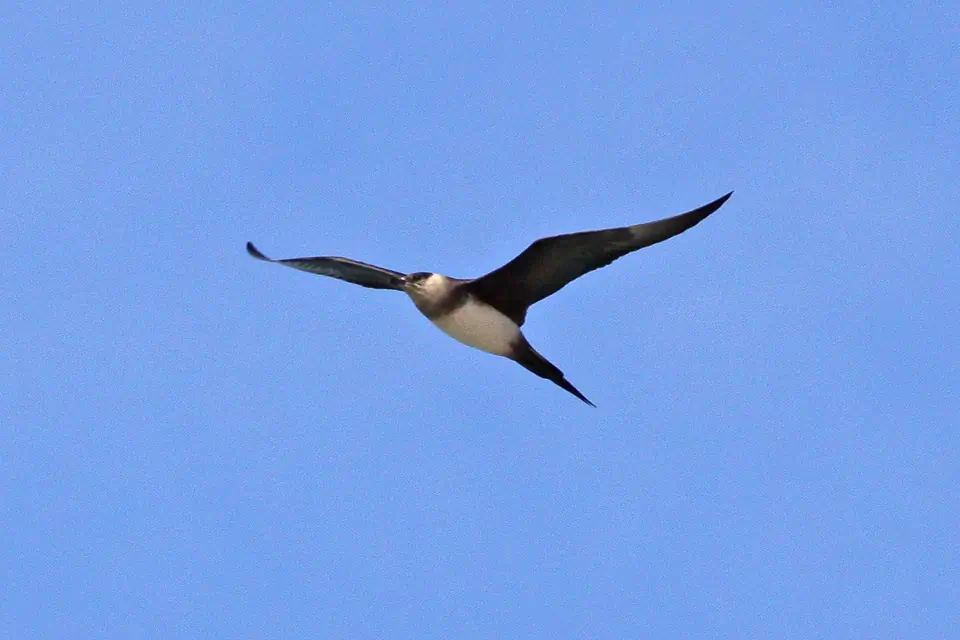 Parasitic jaeger