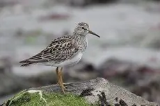 Pectoral sandpiper