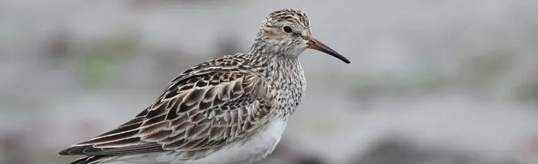 Pectoral sandpiper