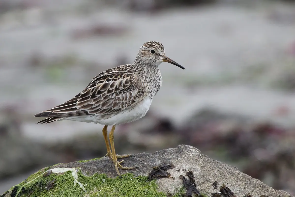 Pectoral sandpiper