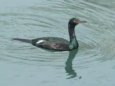 Pelagic cormorant