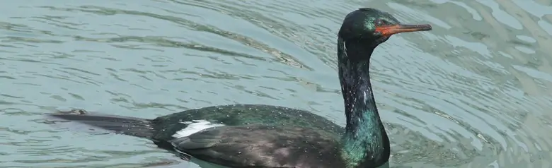 Pelagic cormorant
