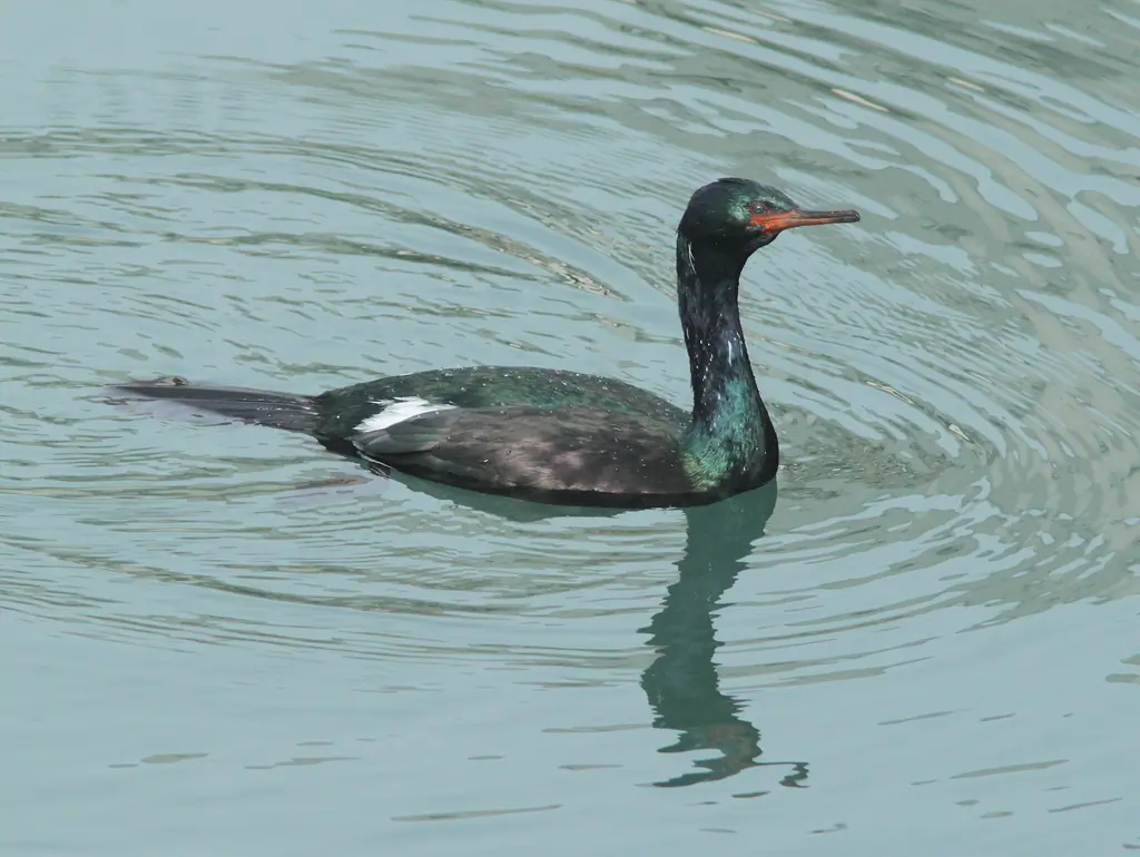 Pelagic cormorant