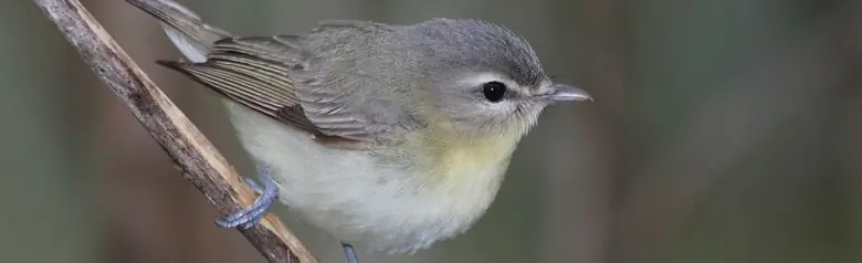 Philadelphia vireo