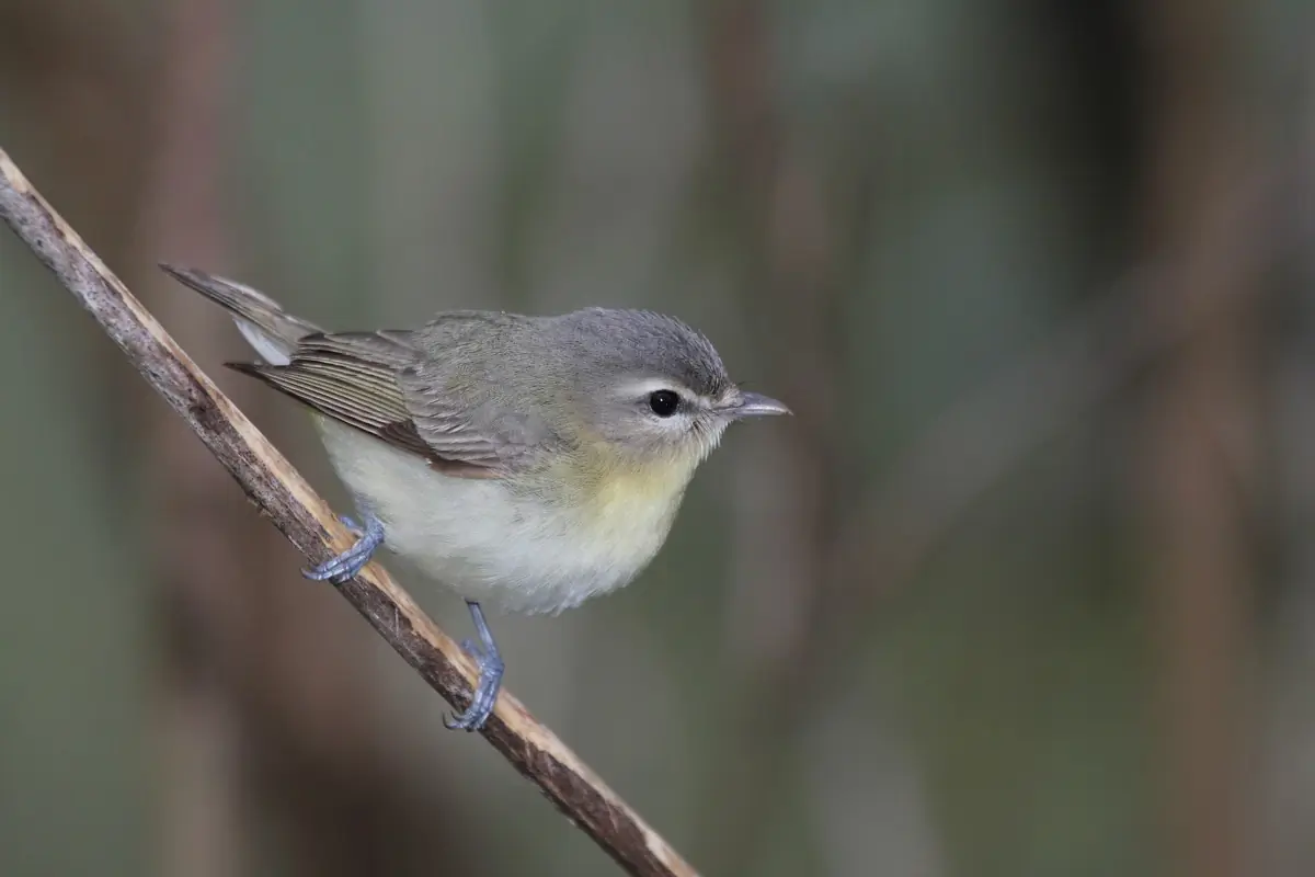 Philadelphia vireo