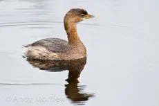 Pied-billed grebe