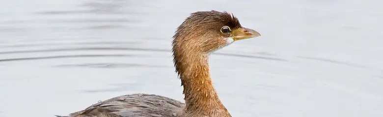 Pied-billed grebe