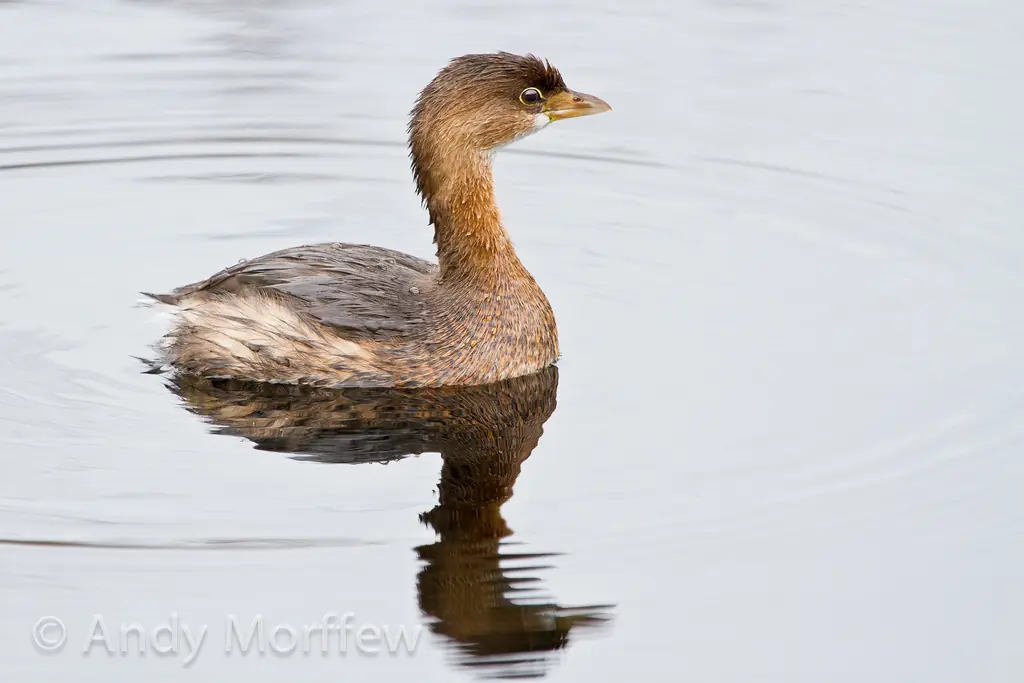 Pied-billed grebe