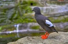 Pigeon guillemot