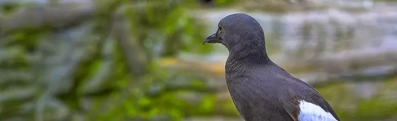 Pigeon guillemot