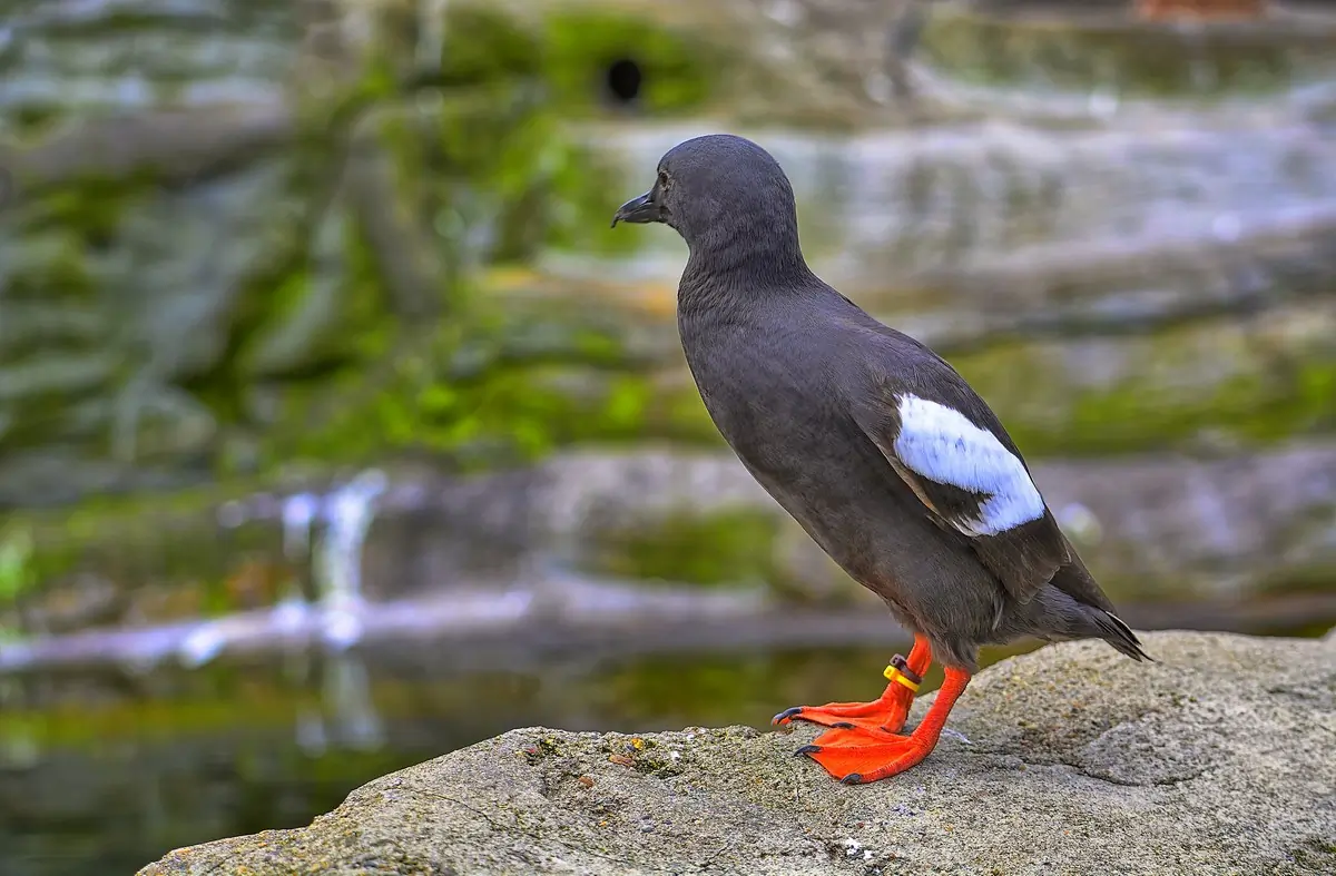 Pigeon guillemot