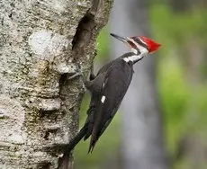 Pileated woodpecker