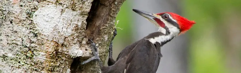 Pileated woodpecker
