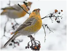 Pine grosbeak