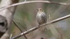 Pine siskin