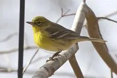 Pine warbler
