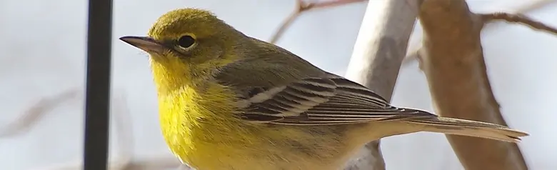 Pine warbler