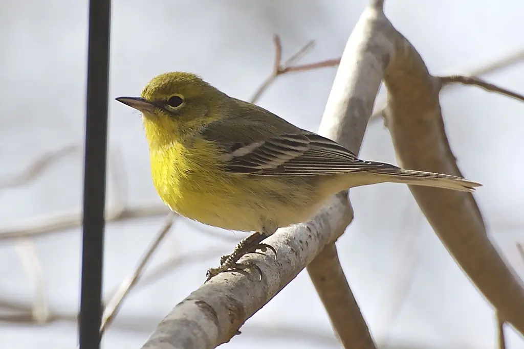 Pine warbler
