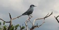 Pinyon jay