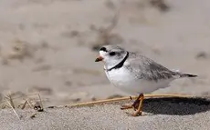 Piping plover