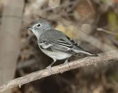 Plumbeous vireo